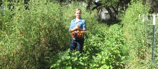 Kayla Harvesting Tomatoes