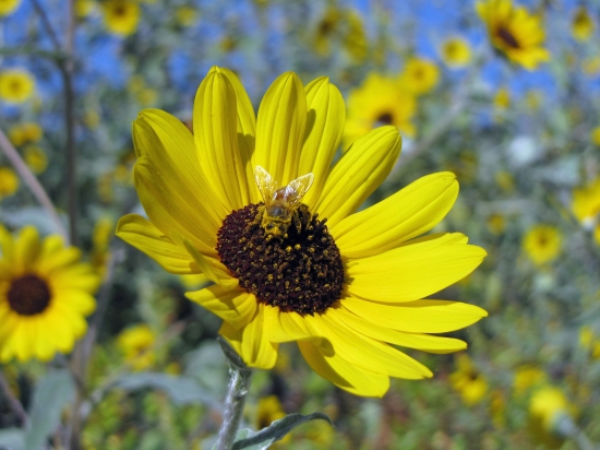 Bee Polinating Sunflower