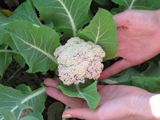 Cauliflower Has a Similar Growing Culture to Broccoli